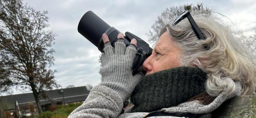 Scholeksters op daken